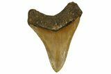 Serrated, Fossil Megalodon Tooth - North Carolina #328014-2